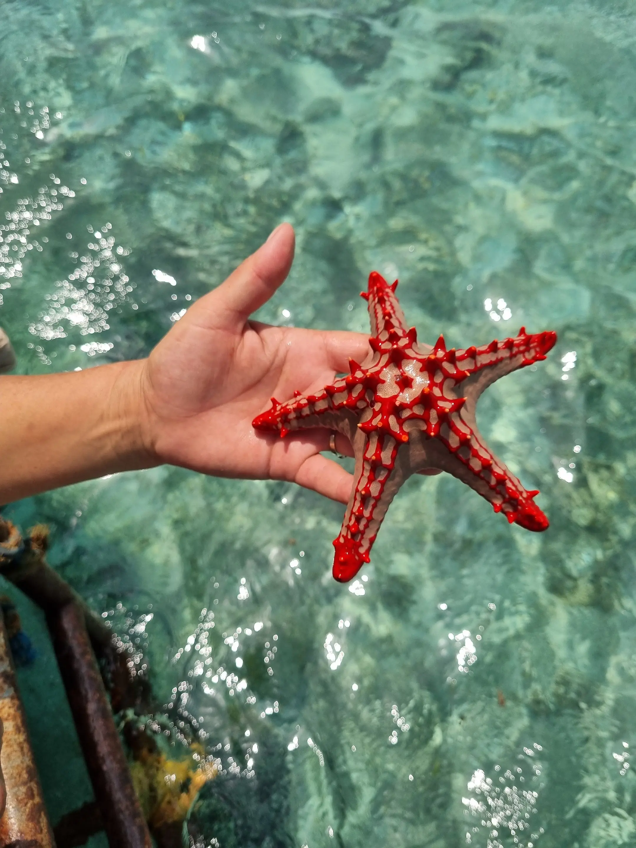 Safari Blue Adventure